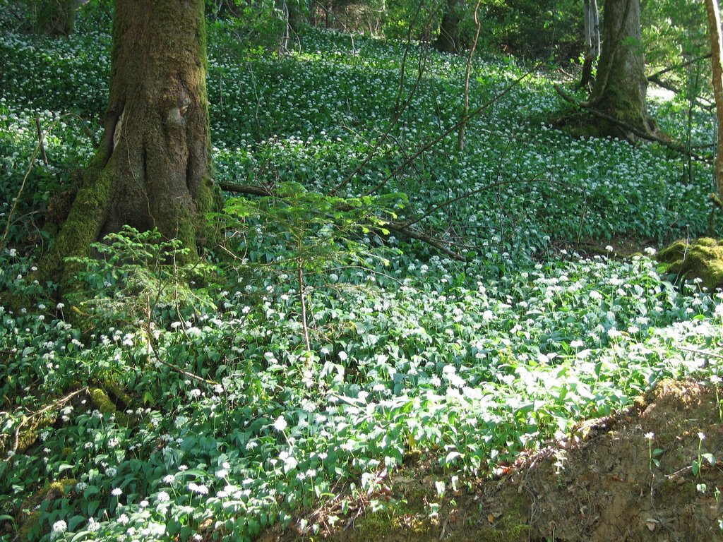 Allium ursinum